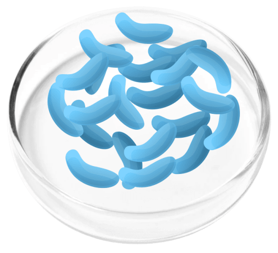 FemiCore Ingredients 8